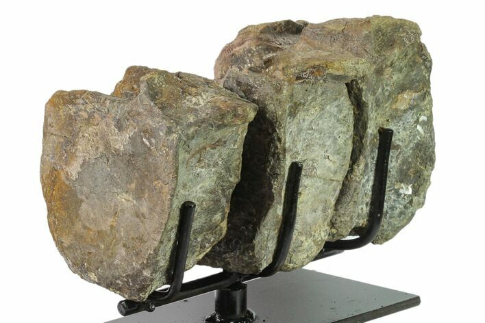 Three Articulated Hadrosaur (Brachylophosaur) Vertebrae - Montana #135464